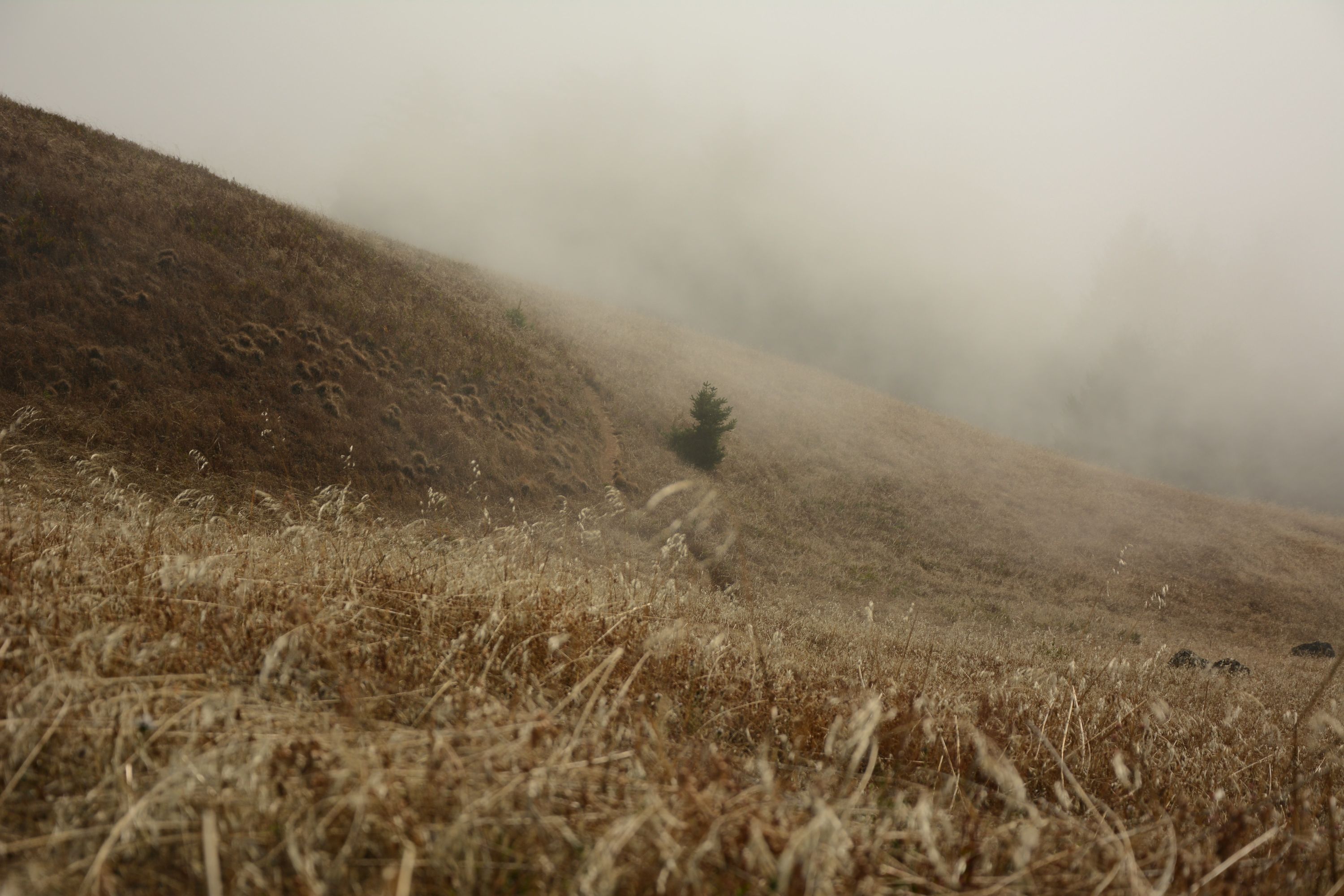 Bild einer Steppe