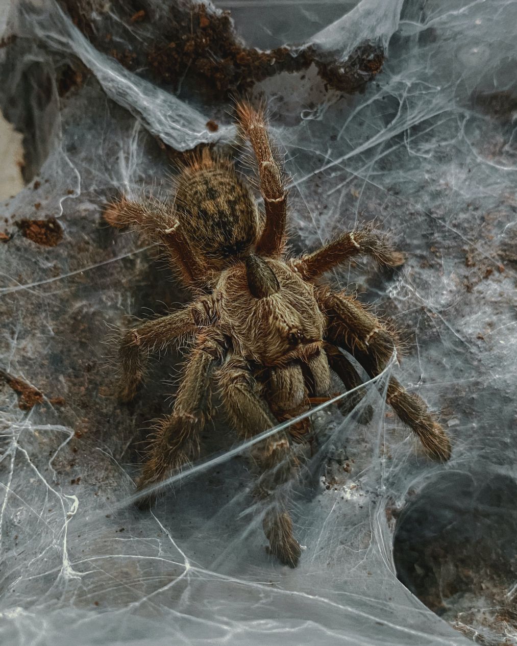 Bild einer großen Spinne im Netz