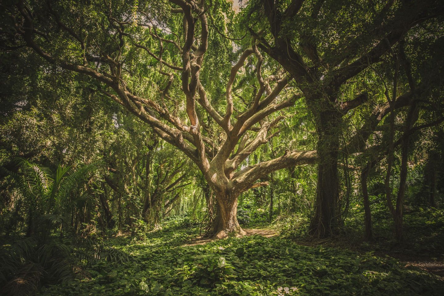 Bild eines Baumes im Wald